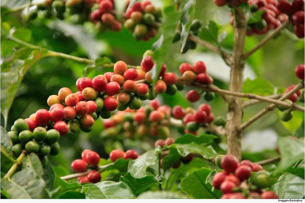 Pé de café com grãos maduros