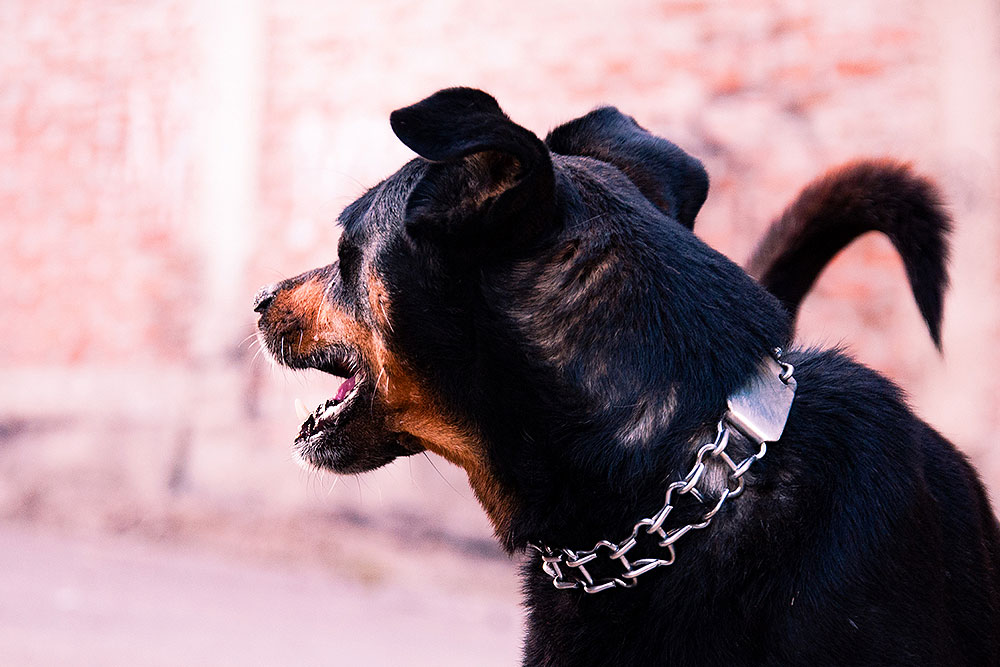 Not---Decisao-cachorro.jpg