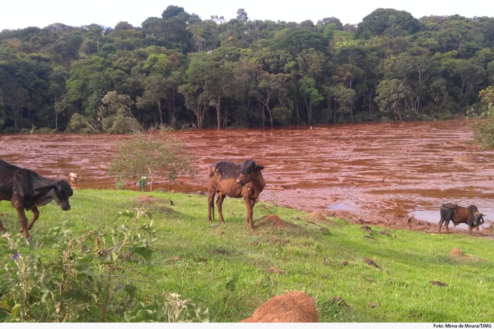 not-lama-em-brumadinho-03.09.20.jpg