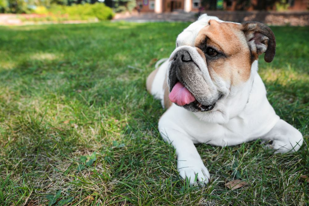 not buldogue ingles branco.jpg