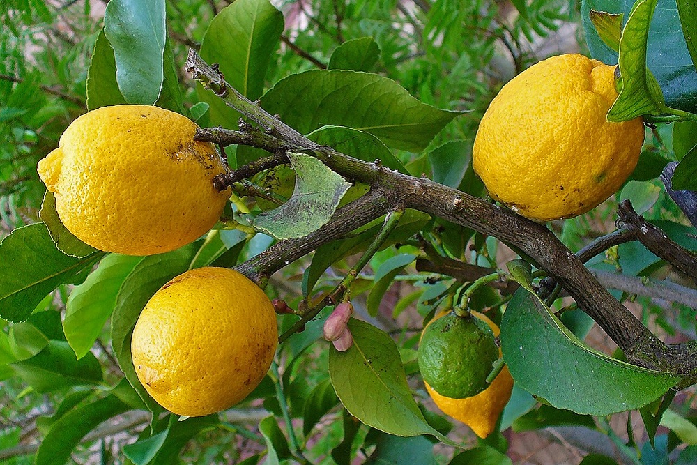 Citrus_not.jpg
