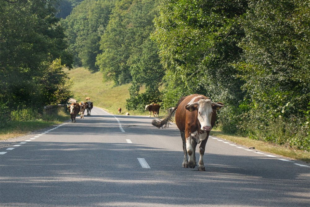 Not---Vaca-na-estrada..jpg