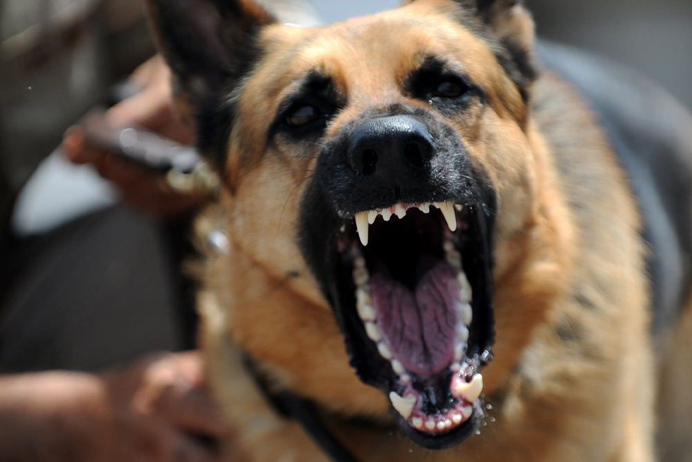 Not - Cao raivoso.jpg