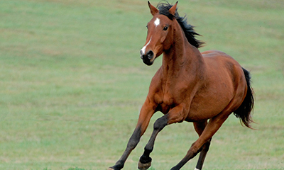 Homem que matou cavalo com um tiro morreu esfaqueado?