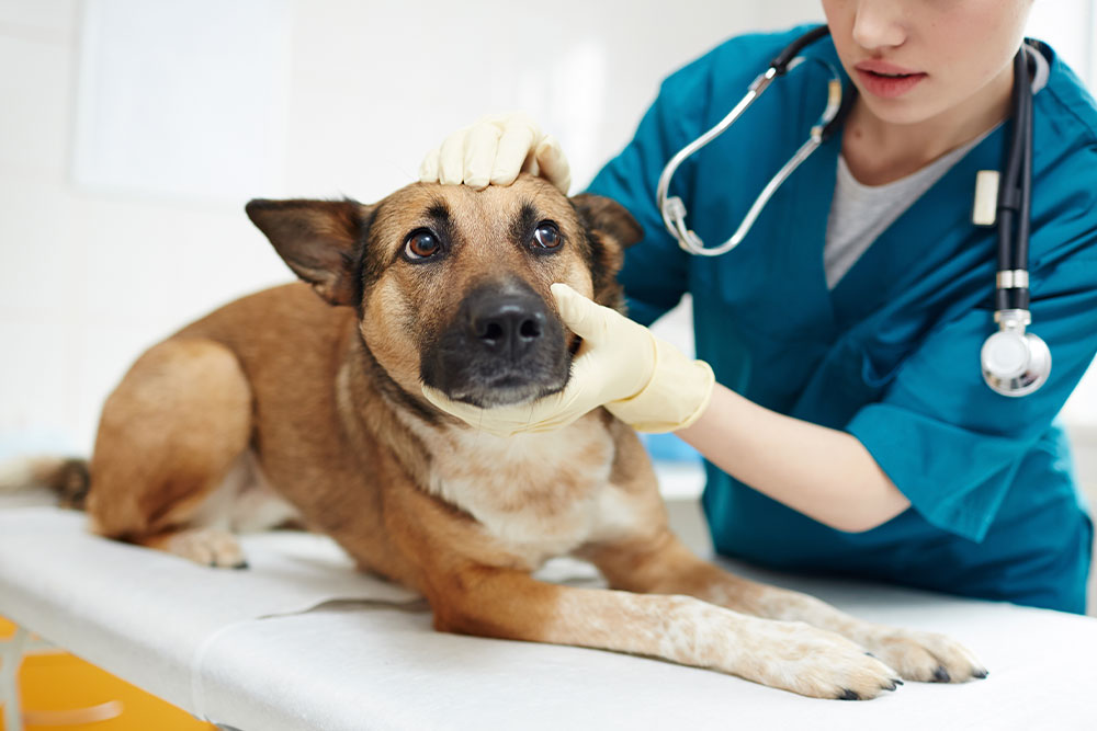 Not-1---Cachorro-check-up.jpg