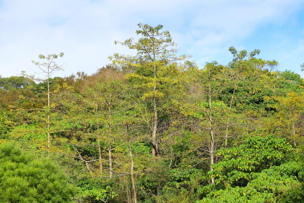 not floresta.jpg