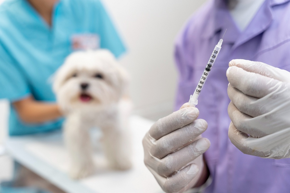 Cachorro Vacina Materia.jpg