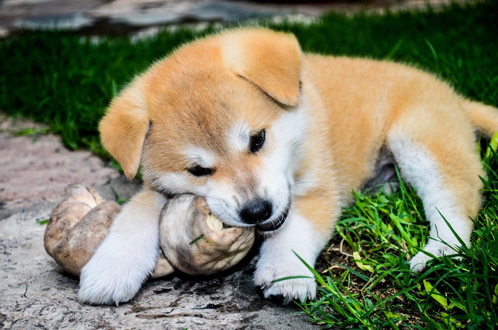 akita-noticia.jpg
