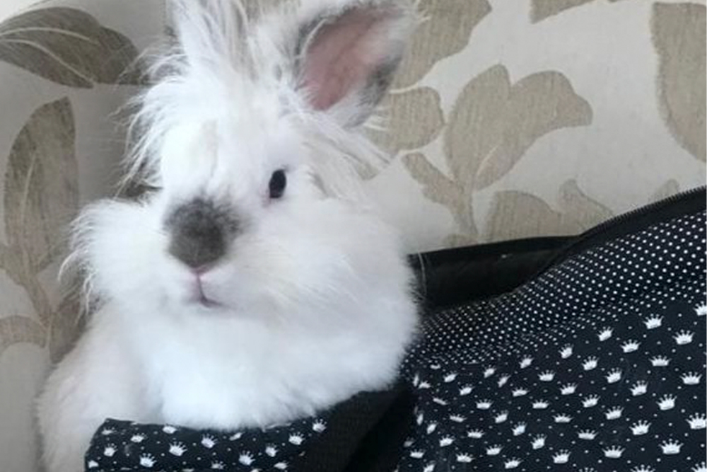 Coelho dentro de bolsa