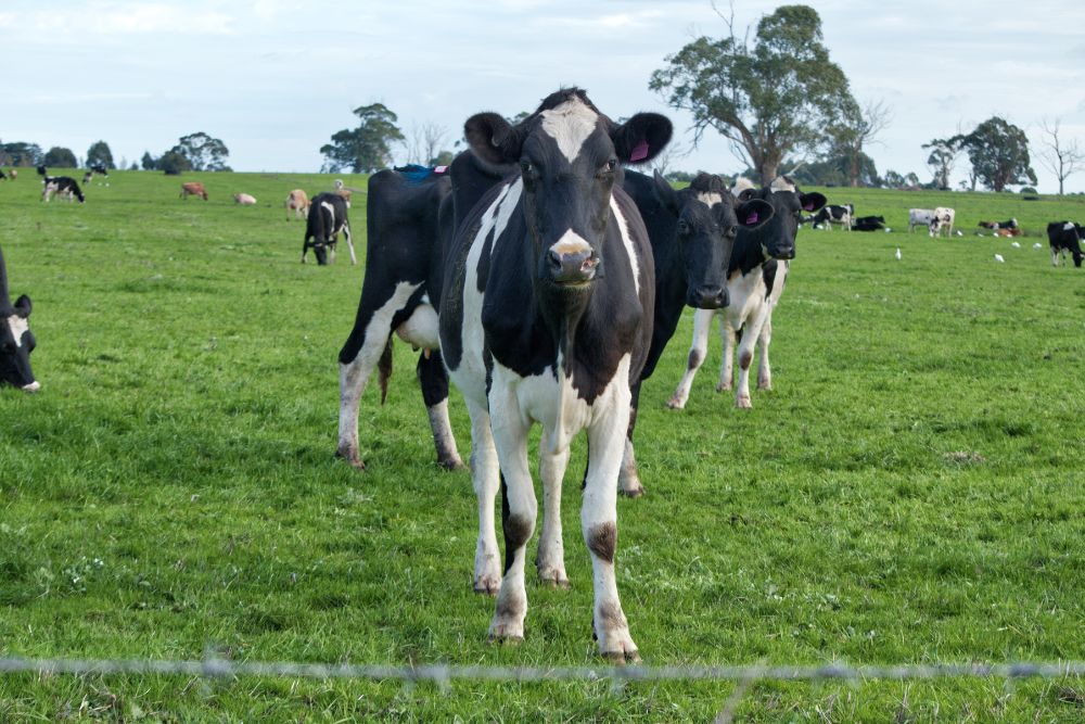 not gado leiteiro vaca.jpg