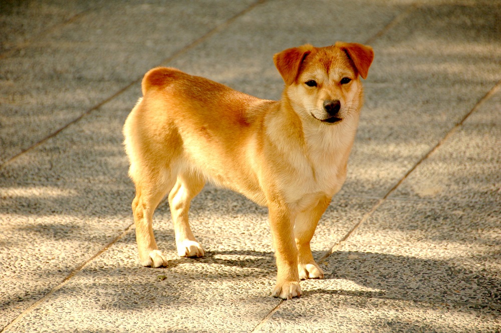 cachorro_noticia.jpg