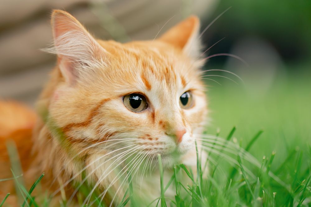 not gato.jpg