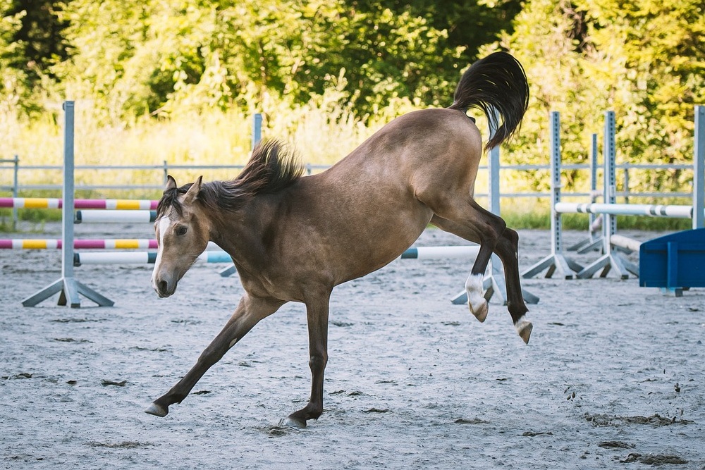 Not--Cavalo--Coice.jpg