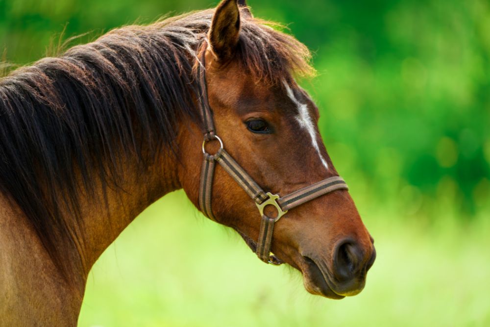 not cavalo.jpg
