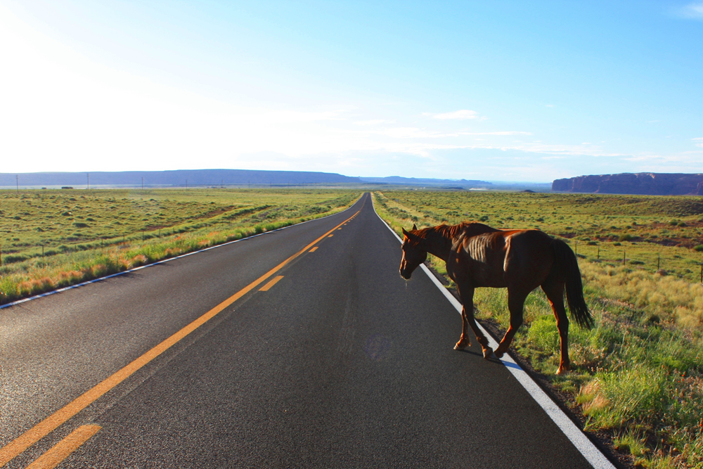 Not--Cavalo--Rodovia.png