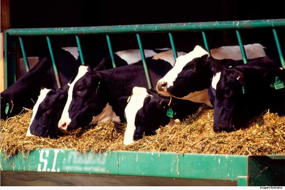 not-vacas.jpg