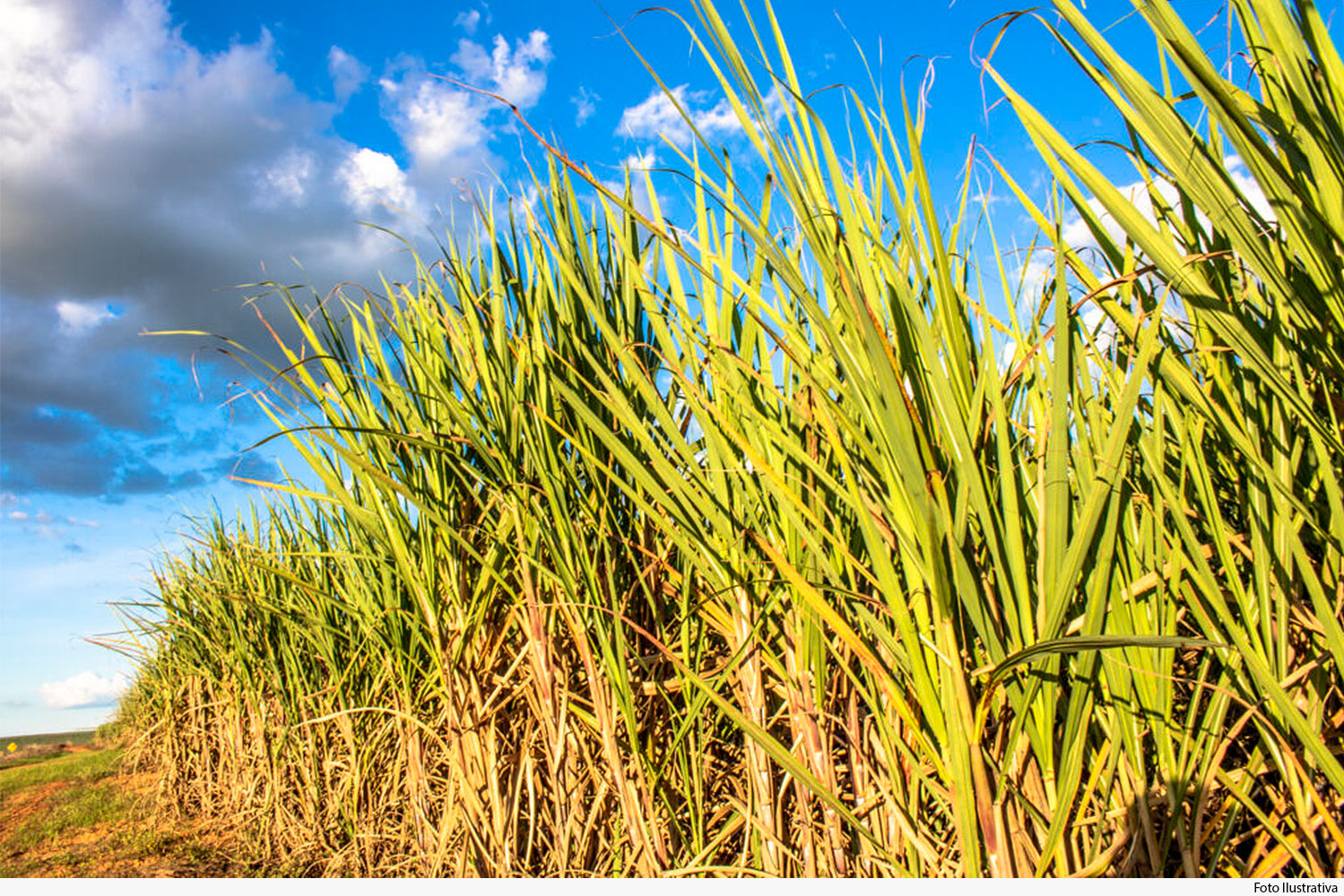 noticia-plantacao-cana-de-acucar.jpg