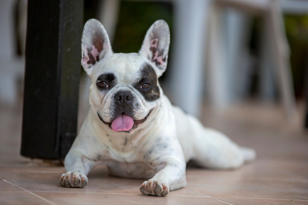 not buldogue frances.jpg