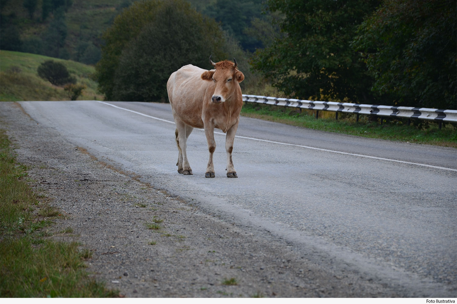 noticia-animal-na-pista.jpg