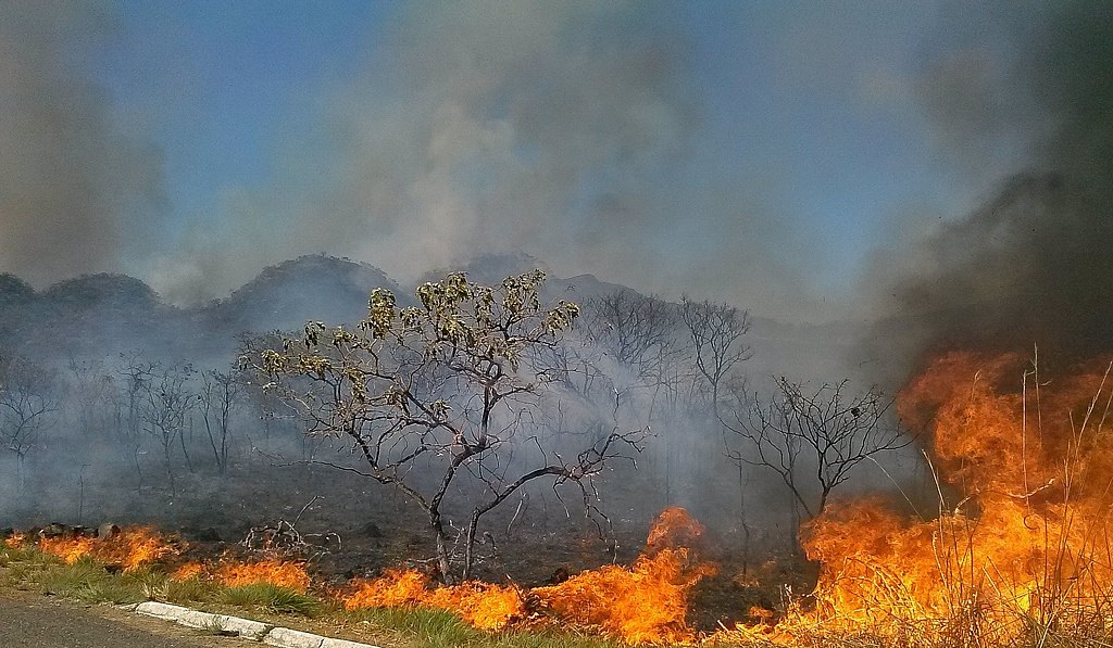 Seca_e_queimada_no_cerrado_03.jpg