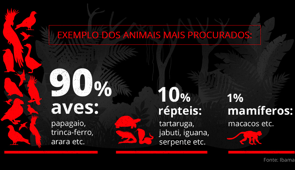 Exemplos dos Animais mais procurados: 90% aves, como papagaio, trinca-ferro e arara. 10% são répteis, como: jabuti, iguana e serpentes. 1% são mamíferos, como por exemplo os macacos.