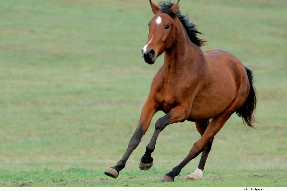 Cavalo correndo em campo