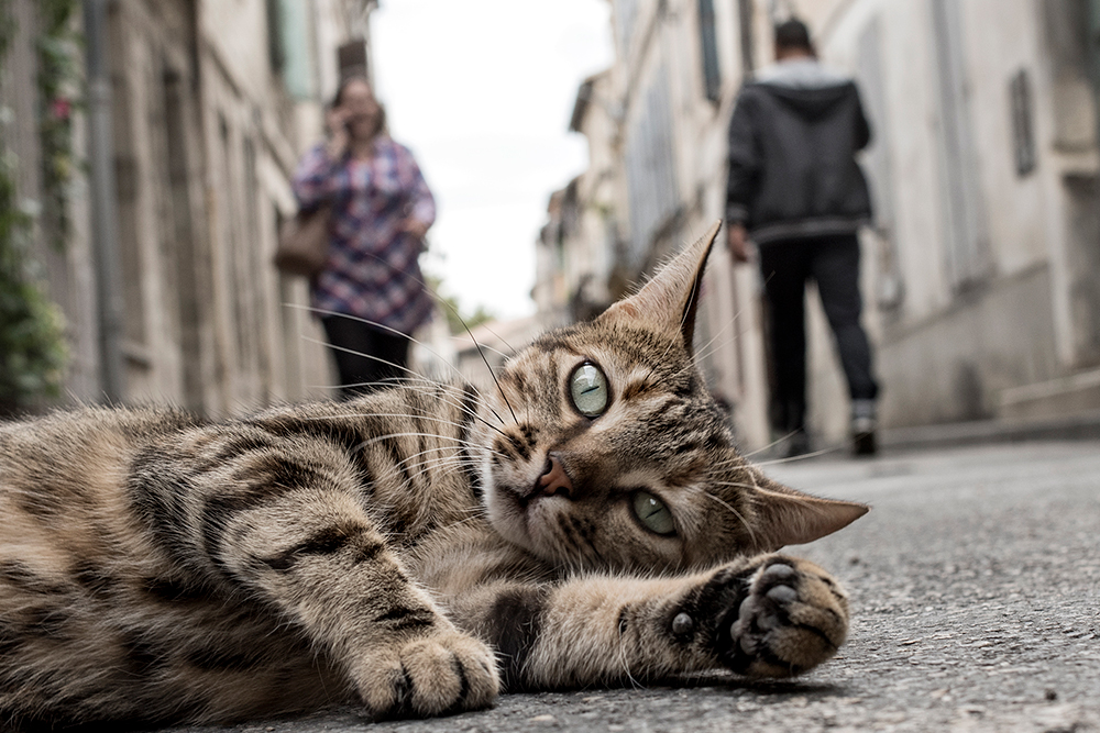 Not 1 Gato atropelado.jpg