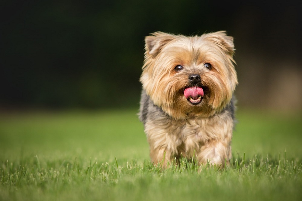 Cachorro yorkshire na grama, em ambiente externo