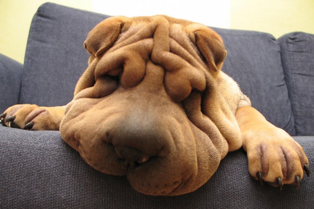 Not--Cachorro--Sharpei.jpg