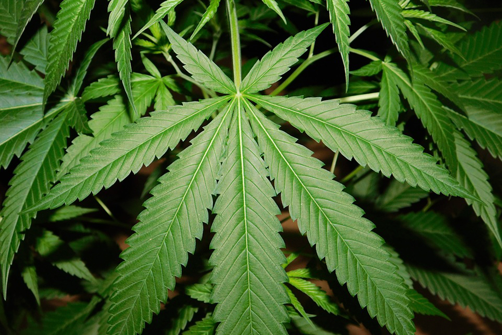 noticia-maconha.jpg