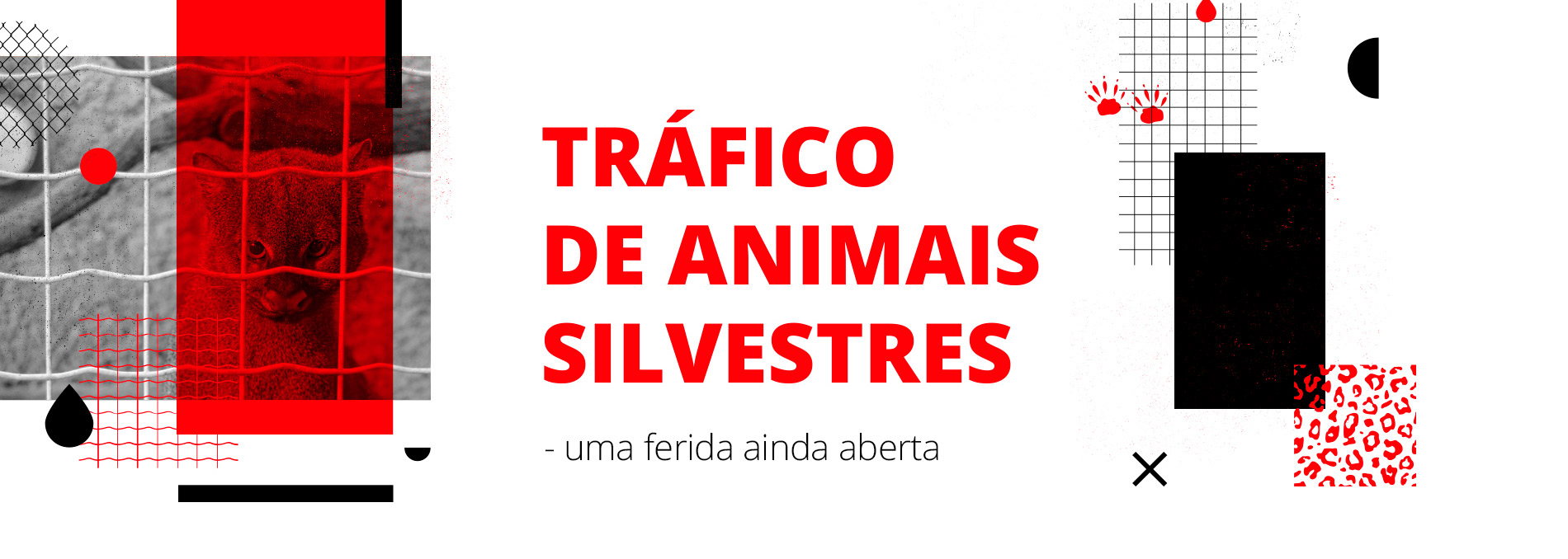 Tráfico de Animais Silvestres: uma ferida ainda aberta.