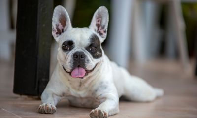 Cão recebido como presente deve ficar com ex-esposa