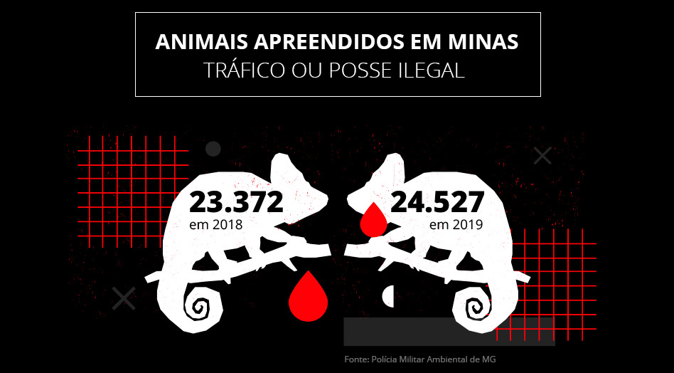 Animais apreendidos em Minas ¿ tráfico ou posse ilegal. Em 2018 ¿ 23.372. Em 2019 (até julho) - 10.491. Fonte: Polícia Militar Ambiental de MG