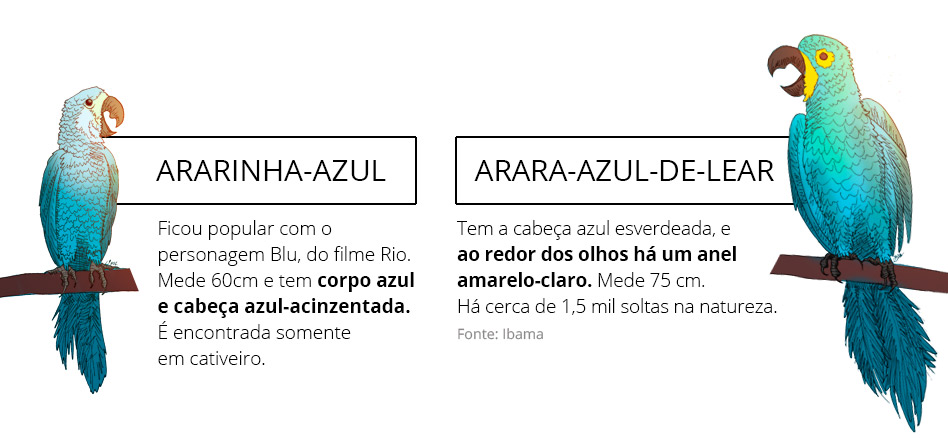 Arara-Azul-de-Lear: tem a cabeça azul esverdeada, e ao redor dos olhos há um anel amarelo-claro. Mede 75cm. Há cerca de 1,5 mil soltas na natureza. Já a Ararinha-Azul, ficou popular com o personagem Blu, do filme Rio. Mede 60cm e tem corpo azul e cabeça azul-acinzentada. É encontrada somente em cativeiro.  