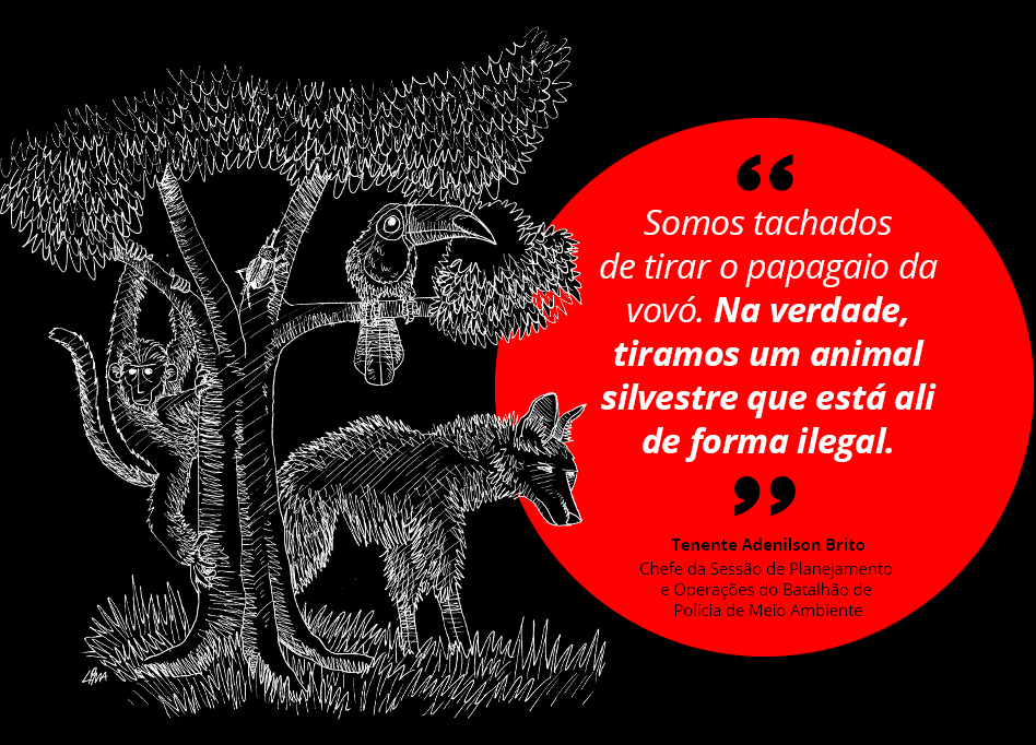 Mês passado pegamos 300 pássaros-pretos, na região de Unaí, em gaiolas minúsculas, espaços muito reduzidos. Então, além de enquadrar no art. 29 da Lei 9.605, sobre venda e exportação, enquadramos também no art. 32, de maus-tratos, diz Tenente Adenilson Brito, Chefe da Sessão de Planejamento e Operações do Batalhão de Polícia de Meio Ambiente.