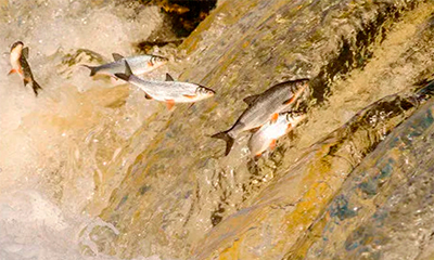 Copasa deve comprovar eficácia de sistema para passagem de peixes