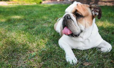 Influenciadora é condenada por ofender veterinária que encontrou cão perdido