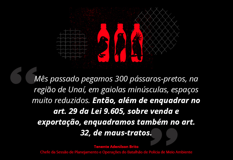 Mês passado pegamos 300 pássaros-pretos, na região de Unaí, em gaiolas minúsculas, espaços muito reduzidos. Então, além de enquadrar no art. 29 da Lei 9.605, sobre venda e exportação, enquadramos também no art. 32, de maus-tratos, diz Tenente Adenilson Brito, Chefe da Sessão de Planejamento e Operações do Batalhão de Polícia de Meio Ambiente.