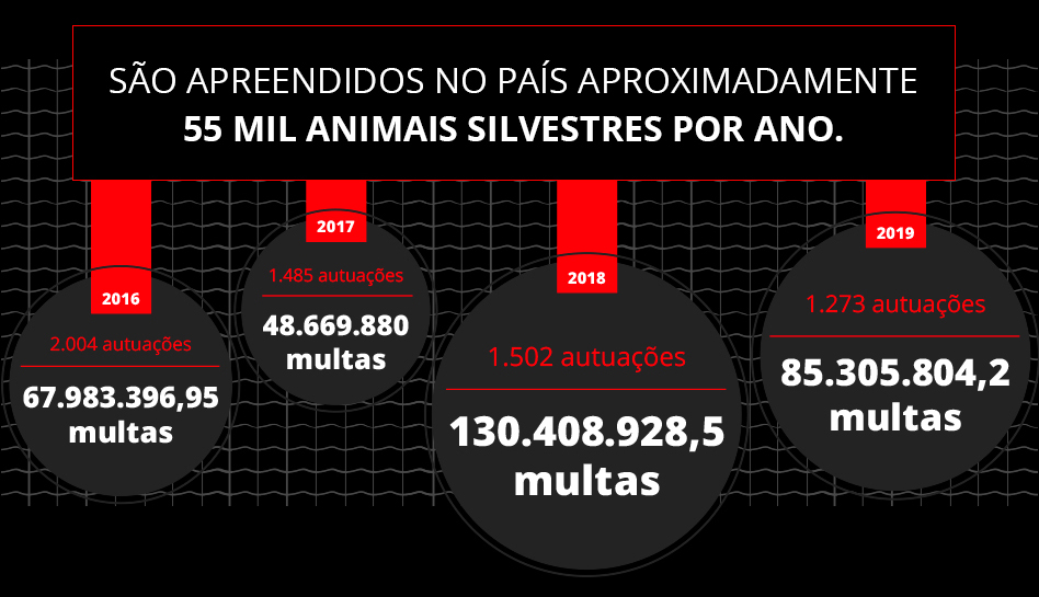 São apreendidos no País aproximadamente 55 mil animais silvestres por ano. Em 2016: Foram realizadas 2.004 autuações totalizando 67.983.396,95 em multas; Em 2017: Foram realizadas 1.485 autuações totalizando 48.669.880,00 em multas; Em 2018: Foram realizadas 1.502 autuações totalizando 130.408.928,50 em multas; Em 2019: Foram realizadas 1.273 autuações totalizando 85.305.804,20 em multas.
