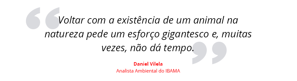 Voltar com a existência de um animal na natureza pede um esforço gigantesco e, muitas vezes, não dá tempo, diz Daniel Vilela, Analista Ambiental do Ibama